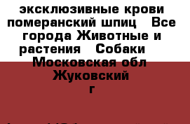 эксклюзивные крови-померанский шпиц - Все города Животные и растения » Собаки   . Московская обл.,Жуковский г.